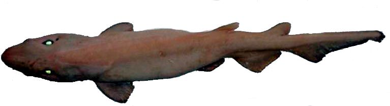 Apristurus aphyodes_03.jpg